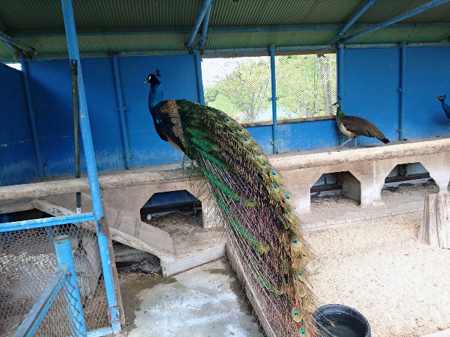 ロマンの森共和国