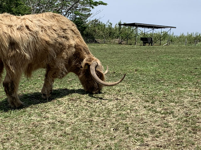 マザー牧場ドライブスルー