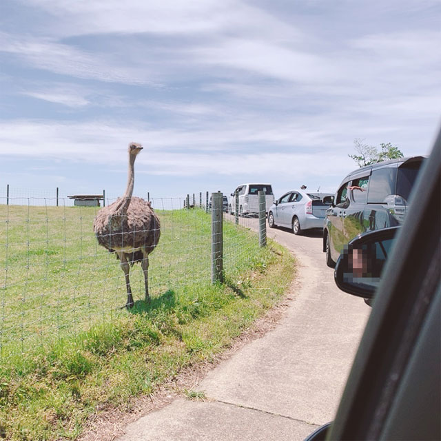 マザー牧場ドライブファーム